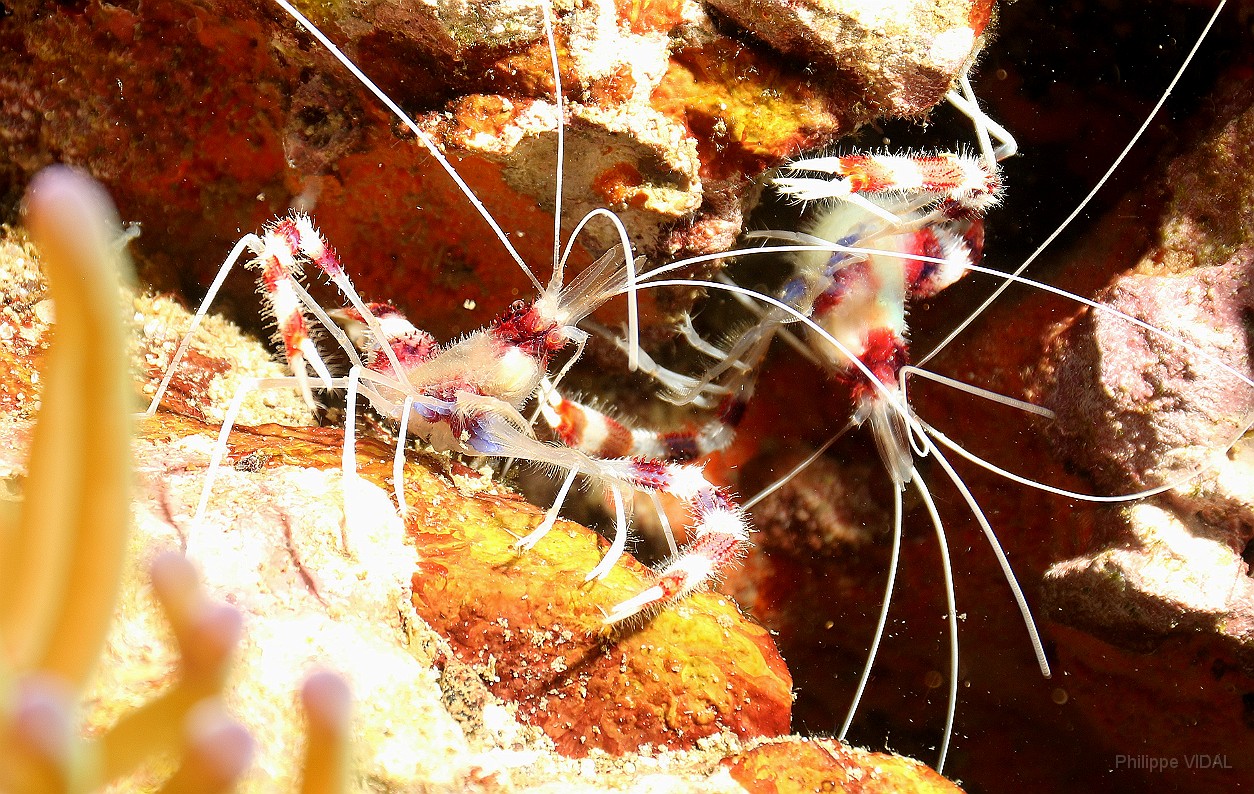 Thailand 2015 - Ko Tao - Grande crevette nettoyeuse - Stenopus hispidus _IMG_3778_rc.jpg